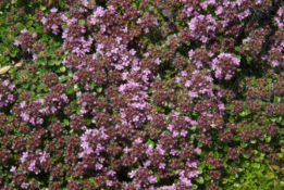 Thymus praecoxKruiptijm bestellen